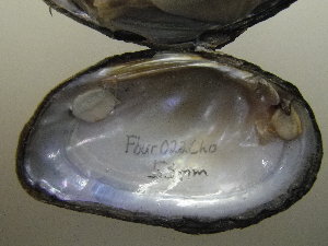 Fusconaia burkei