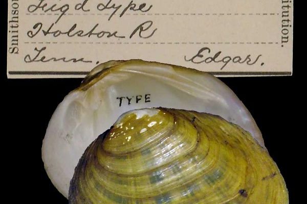 Fusconaia cuneolus