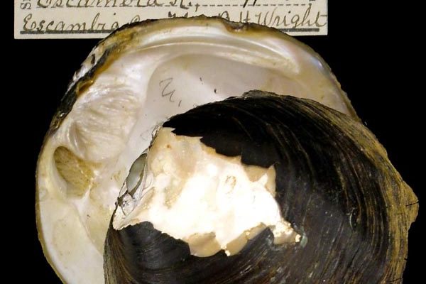Fusconaia rotulata