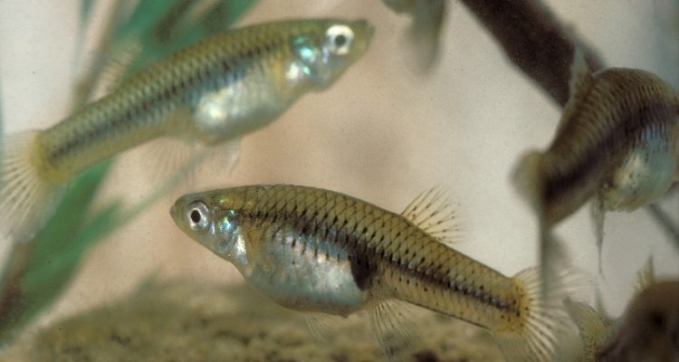 Gambusia nobilis