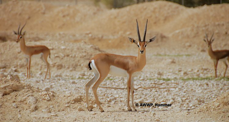 Gazella dorcas pelzelni