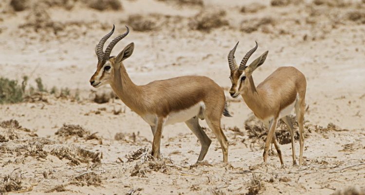 Gazella dorcas saudiya