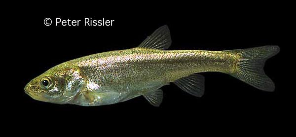 Gila boraxobius