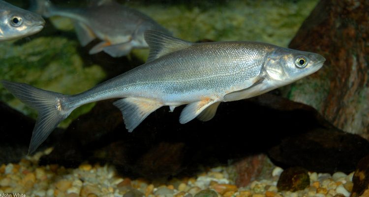Gila elegans