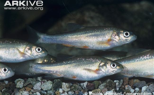 Gila intermedia