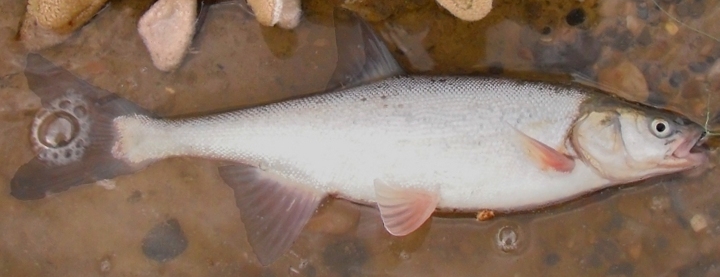 Gila seminuda (=robusta)