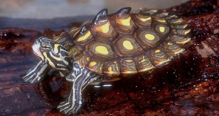 Graptemys flavimaculata