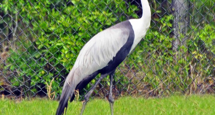 Grus canadensis pulla