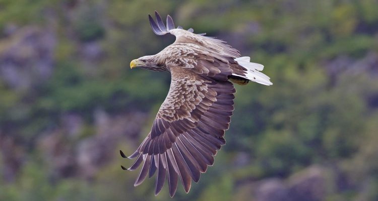 Haliaeetus albicilla groenlandicus