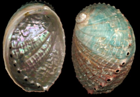 Haliotis sorenseni