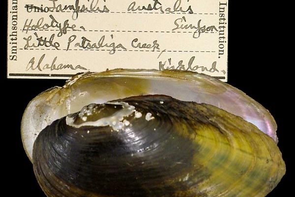 Hamiota australis
