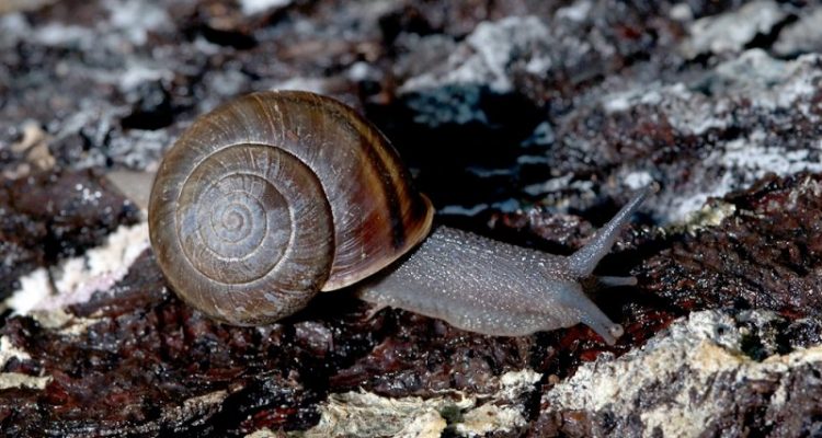Helminthoglypta walkeriana