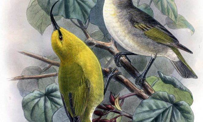 Hemignathus hanapepe