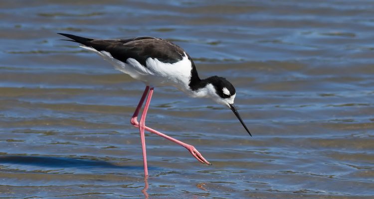Himantopus mexicanus knudseni