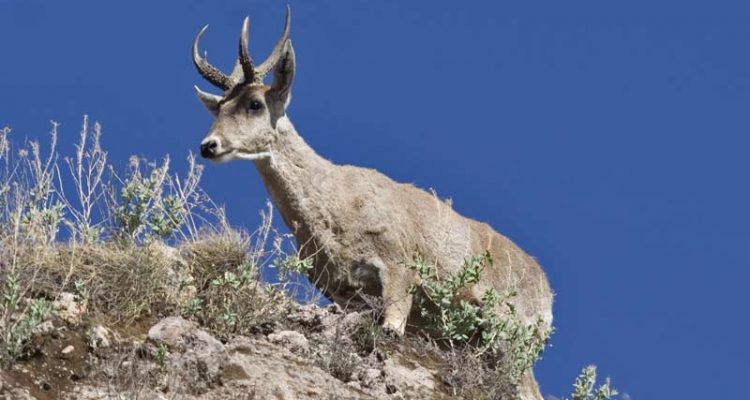 Hippocamelus antisensis