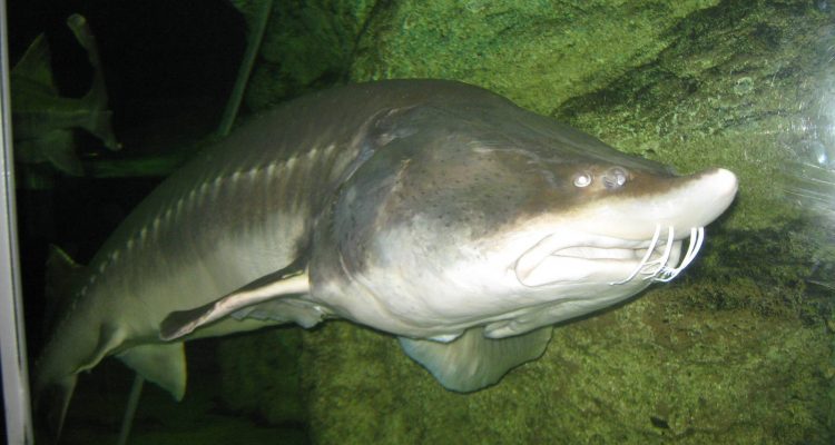 Huso dauricus