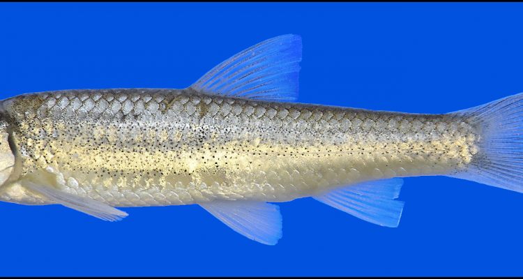 Hybognathus amarus