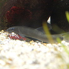 Hymenophysa curta
