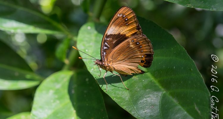 Hypolimnas octocula marianensis