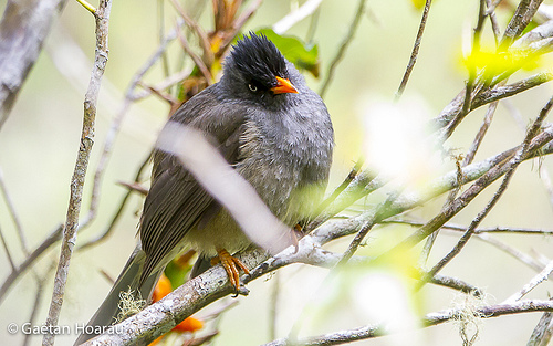 Hypsipetes borbonicus olivaceus