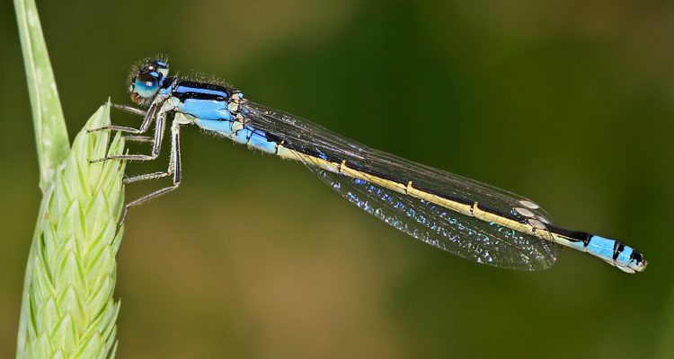 Ischnura luta