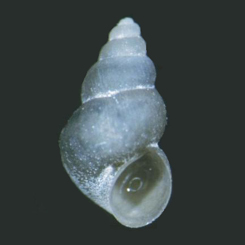 Juturnia kosteri