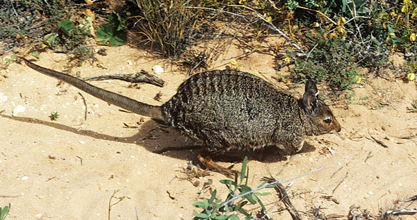 Lagostrophus fasciatus