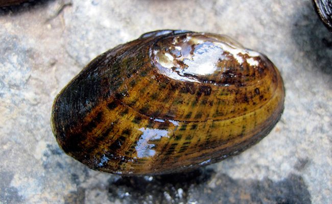Lampsilis streckeri