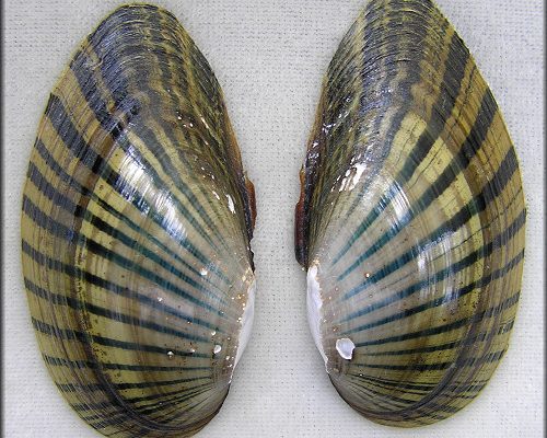 Lampsilis subangulata