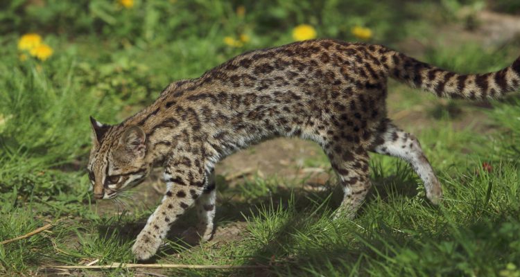 Leopardus (=Felis) tigrinus