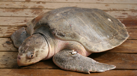 Lepidochelys kempii