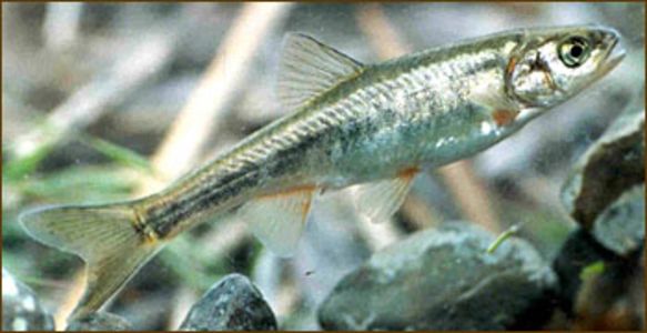 Lepidomeda albivallis