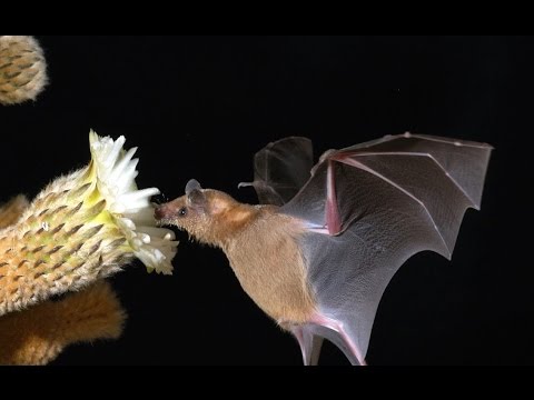 Leptonycteris curasoae yerbabuenae