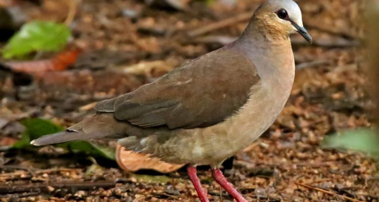 Leptotila rufaxilla wellsi