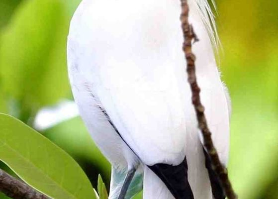 Leucopsar rothschildi