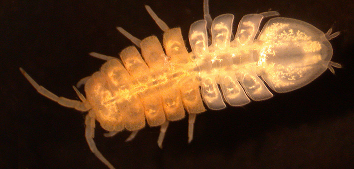 Lirceus usdagalun