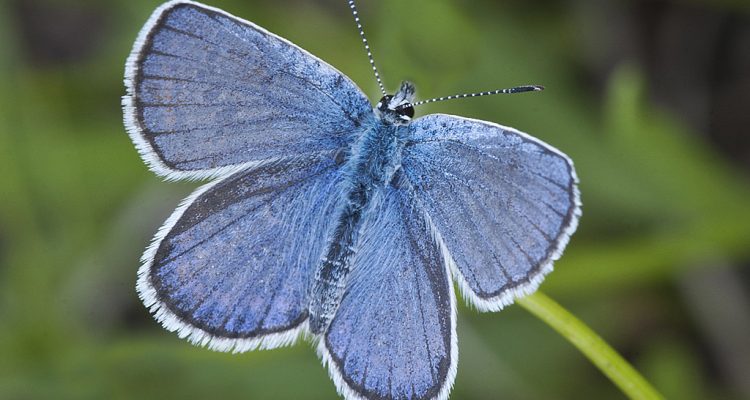 Lycaeides melissa samuelis