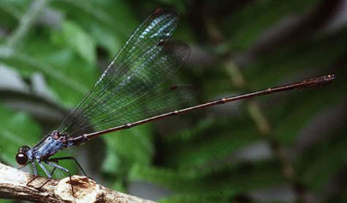 Megalagrion nesiotes