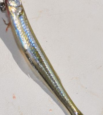 Menidia extensa