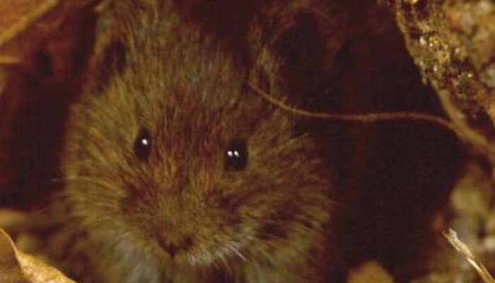 Microtus mexicanus hualpaiensis