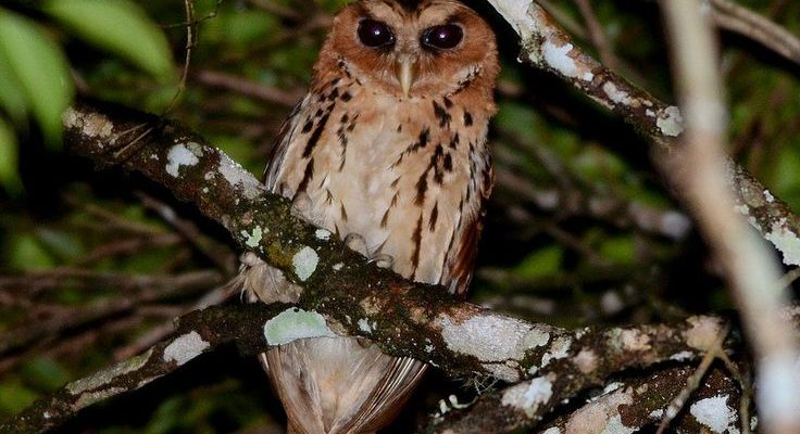 Mimizuku (=Otus) gurneyi