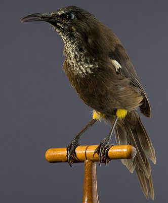 Moho braccatus