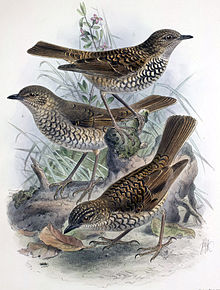 Myadestes lanaiensis rutha
