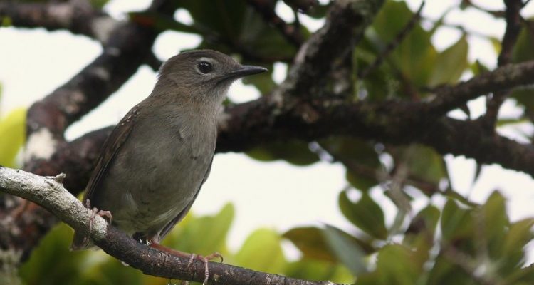 Myadestes palmeri