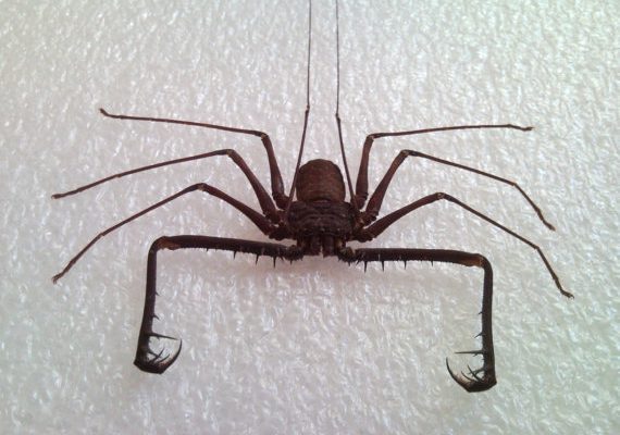 Neoleptoneta myopica