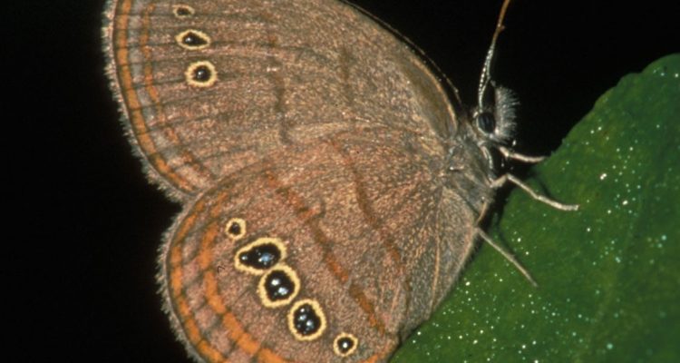 Neonympha mitchellii francisci