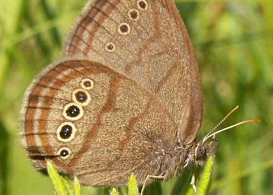 Neonympha mitchellii mitchellii