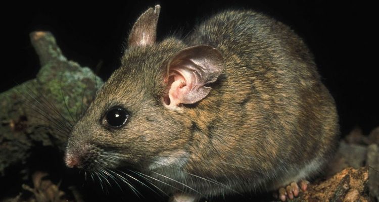 Neotoma fuscipes riparia