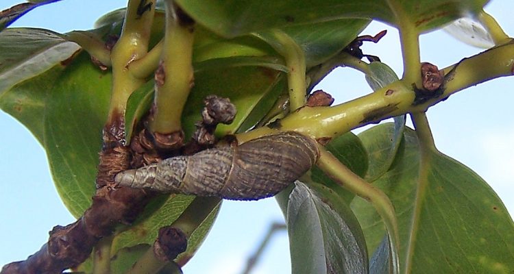 Newcombia cumingi