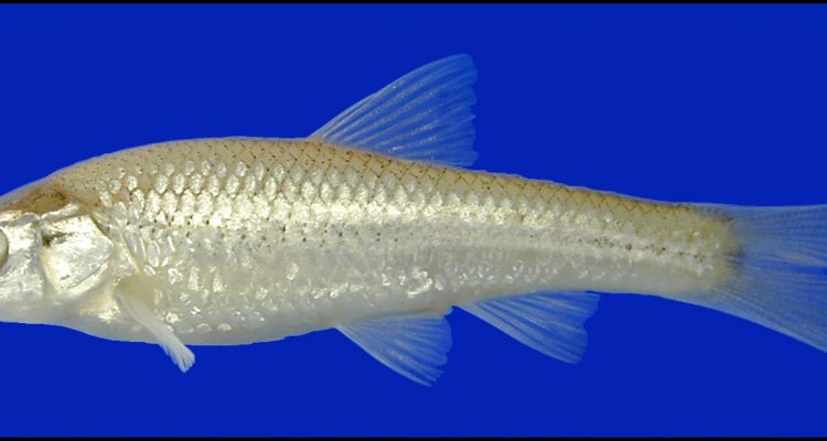 Notropis buccula